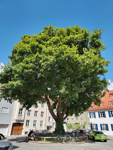 IMG_20250712_110853270_HDR