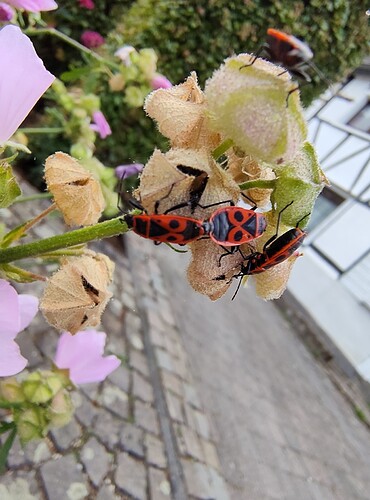 IMG_20250713_195006932