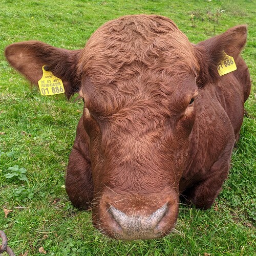The complete head and – behind it – part of the body of a cow with red/brown fur on green grass. The fur is slightly curly especially in the upper half of the front of the head. Slightly bushier furry ears stand off towards the margins of the picture, a yellow mark with a number visible in each ear can be seen. The cow looks into the camera. In the very bottom left corner, elements of a rusty chain can be seen.